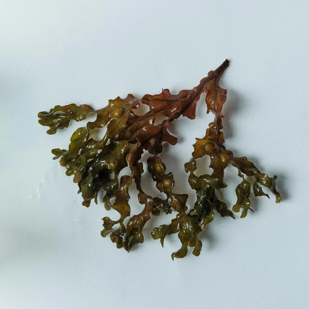 Image of black tang seaweed, used by Ffern in their small-batch perfumes.