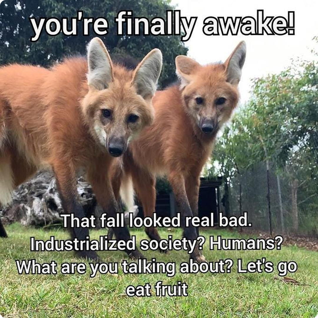 Meme about Ffern's brand voice, writing from a whimsical fantasy time.